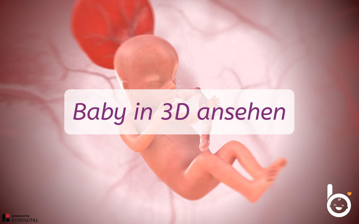 13. SSW: Dein Baby in 3D ansehen