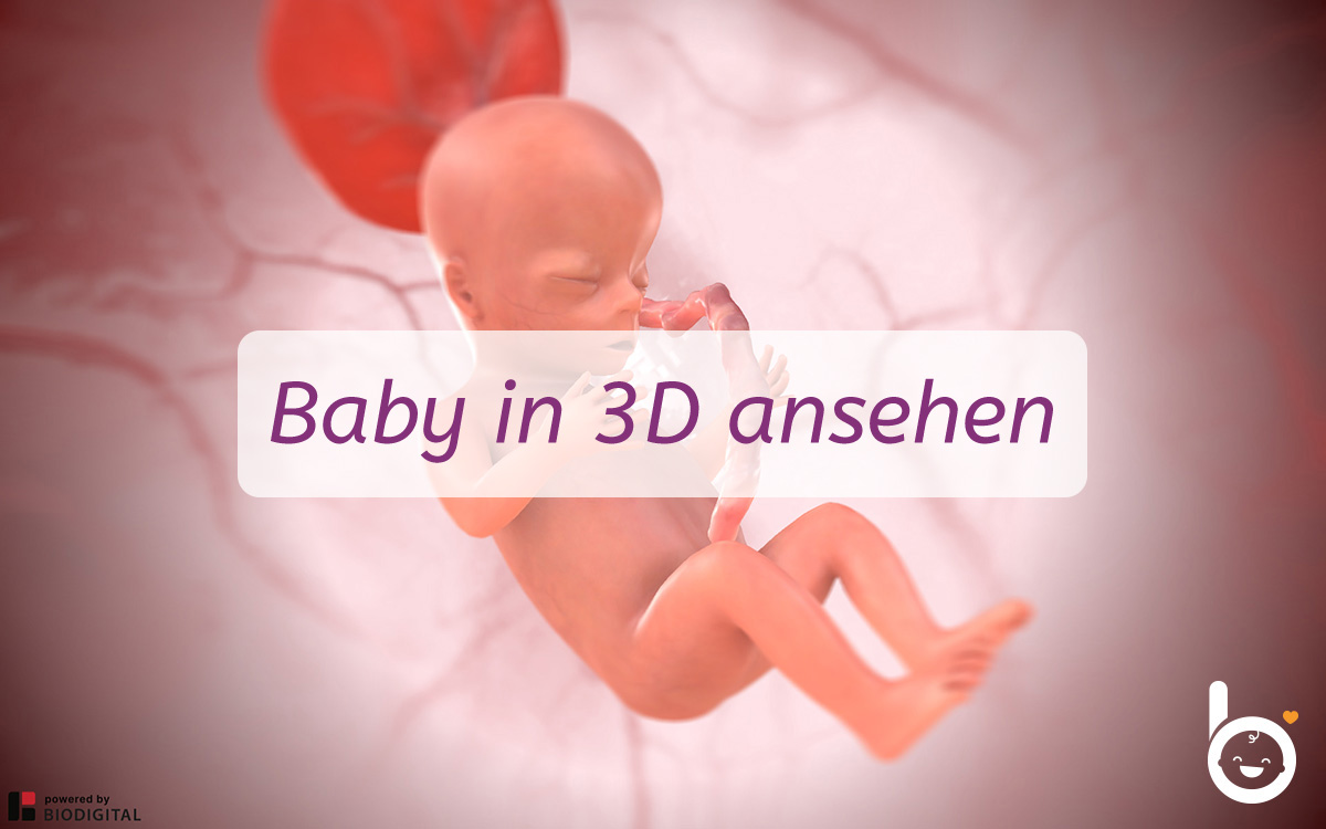 14. SSW: Dein Baby in 3D ansehen