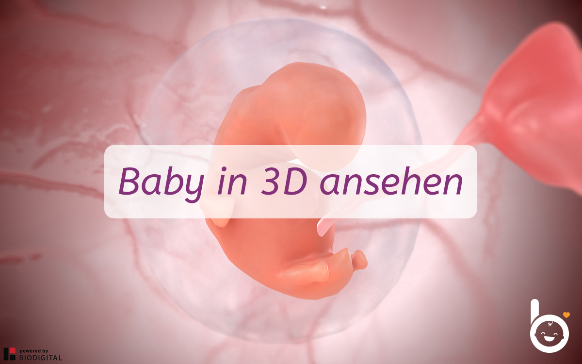 7. SSW: Dein Baby in 3D ansehen