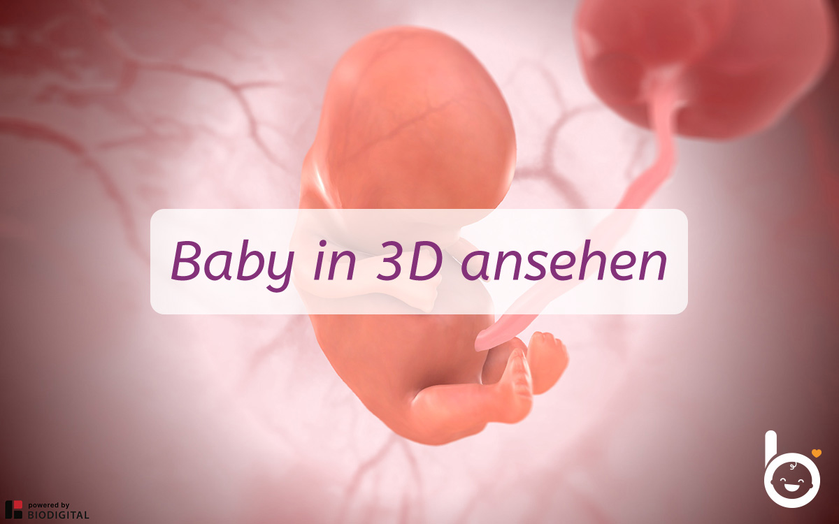 8. SSW: Dein Baby in 3D ansehen